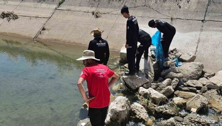 Suriye uyruklu çobanın cansız bedeni 9 gün sonra bulundu