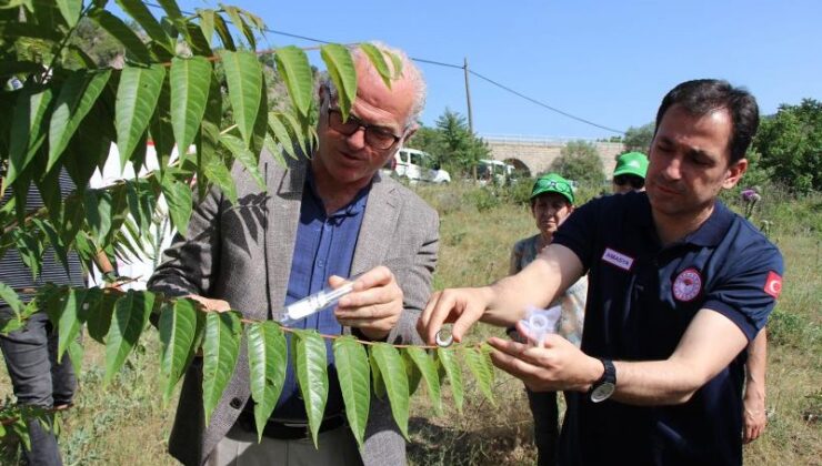Samuray arıları Karadeniz’i koruyacak