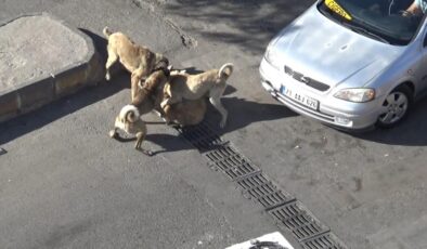 Şanlıurfa’da köpek kavgası korkuttu