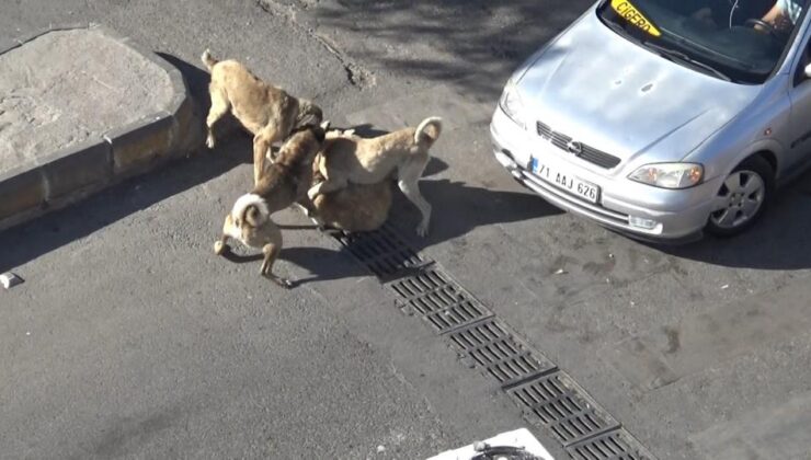 Şanlıurfa’da köpek kavgası korkuttu
