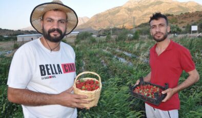 Sason çilekleri Cumhurbaşkanına ulaştı