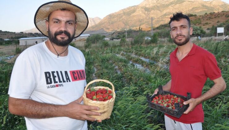 Sason çilekleri Cumhurbaşkanına ulaştı