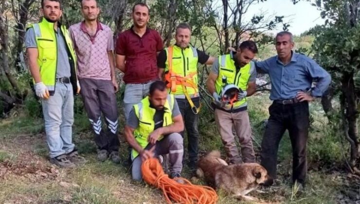 Siirt’te mahsur kalan köpek kurtarıldı