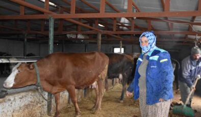 Şırnaklı anne besicilik yaparak 4 çocuğunu okutuyor