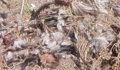 Şırnak’ta köpekler 40 tavuğu telef etti