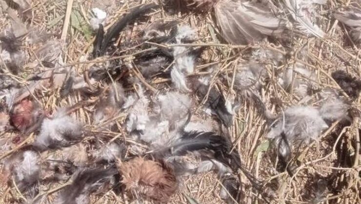 Şırnak’ta köpekler 40 tavuğu telef etti