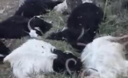 Şırnak’ta yıldırım düşmesi, 200 keçi telef oldu
