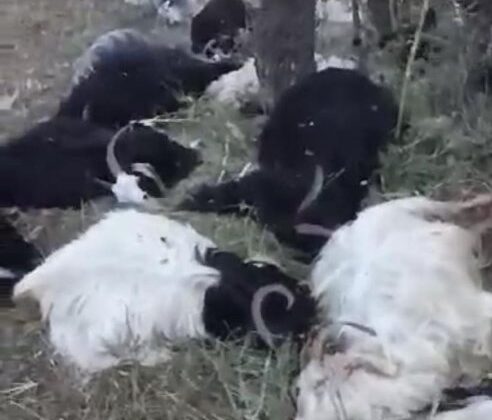 Şırnak’ta yıldırım düşmesi, 200 keçi telef oldu