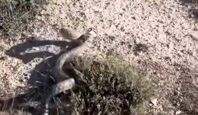 Siverek’te nesli tükenmekte olan engerek yılanı görüldü