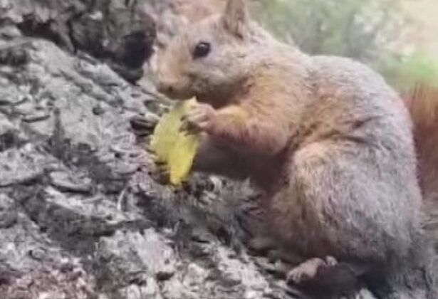 Sincap, Tunceli’de cips ziyafeti çekti