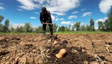 Tunceli’de patates ekimi mesaisi başladı