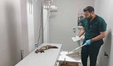 Yaralı gelincik Şanlıurfa’da kurtarıldı