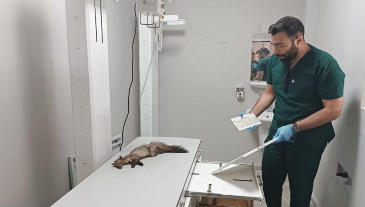 Yaralı gelincik Şanlıurfa’da kurtarıldı