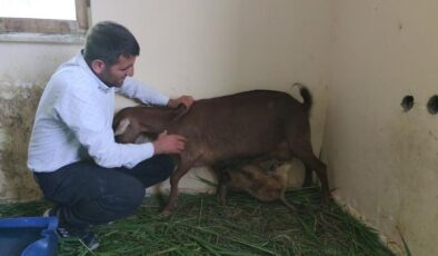 Yavru yaban keçileri süt anneye emanet