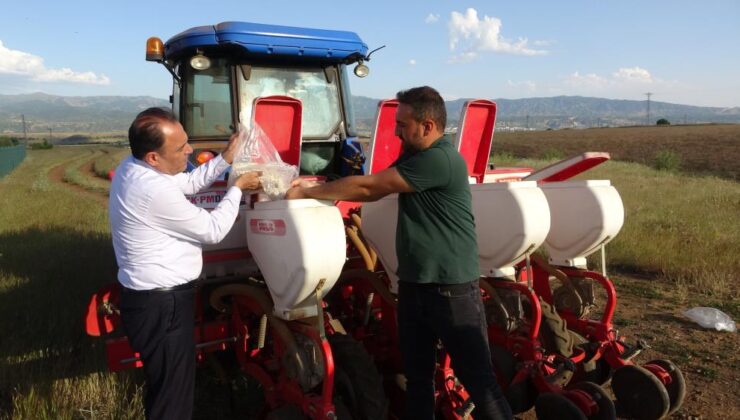 Yedisu Horoz kuru fasulyesi ekimi başladı