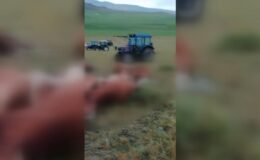 Kars’ta yıldırım düşen sürüden 10 hayvan telef oldu