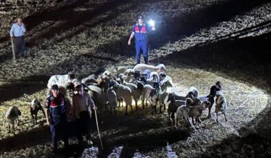 Kaybolan küçükbaş hayvanlar 9 saatlik çalışma sonrası bulundu