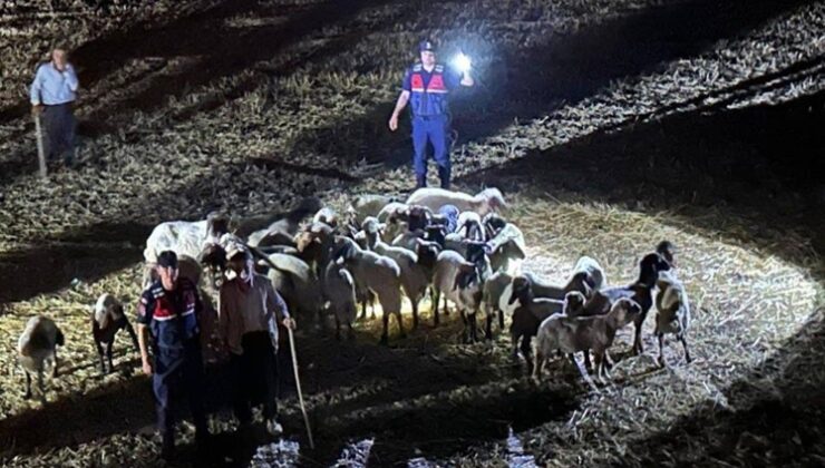Kaybolan küçükbaş hayvanlar 9 saatlik çalışma sonrası bulundu