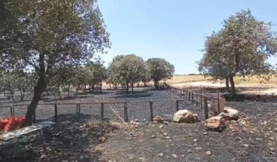 Çınar’daki  yangının çıkış sebebine ilişkin her ihtimal araştırılıyor