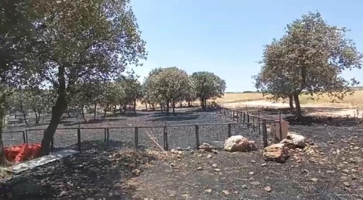 Çınar’daki  yangının çıkış sebebine ilişkin her ihtimal araştırılıyor