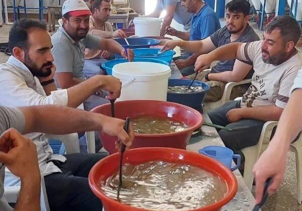 Elazığ’da ilk sazan yumurta sağımı yapıldı