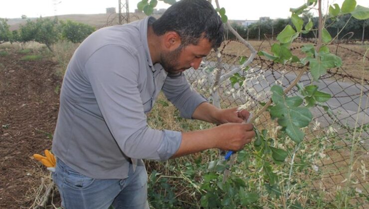 Siirt fıstığının aşılama dönemi başladı