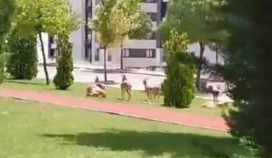 Dağ keçileri Elazığ şehir merkezine indi