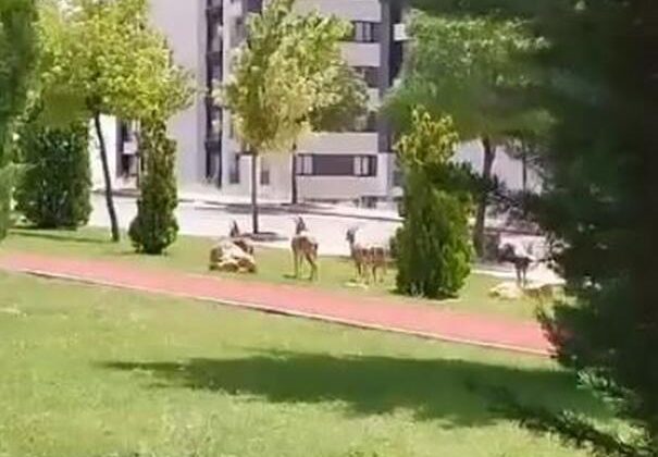 Dağ keçileri Elazığ şehir merkezine indi