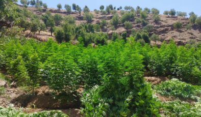 Kulp’ta 1 milyon 459 bin kök kenevir ve skunk ele geçirildi
