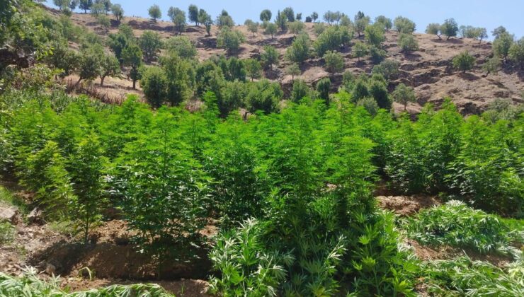Kulp’ta 1 milyon 459 bin kök kenevir ve skunk ele geçirildi