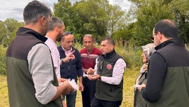 Samuray arıları, kokarca böceğiyle mücadelede