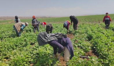 Mevsimlik işçilerin sıcak hava mücadelesi