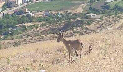 Elazığ’da dağ keçileri görüldü