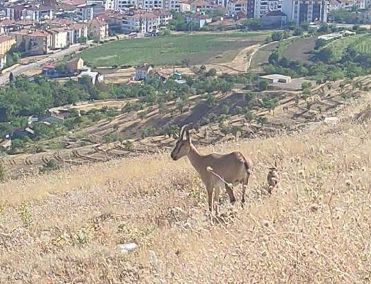 Elazığ’da dağ keçileri görüldü