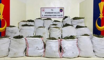 Lice’de 1 milyon 781 bin kök kenevir ve skunk bitkisi ele geçirildi