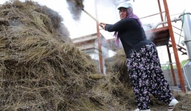 Adana’da geleneksel lavanta hasadı başladı