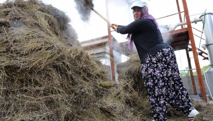 Adana’da geleneksel lavanta hasadı başladı