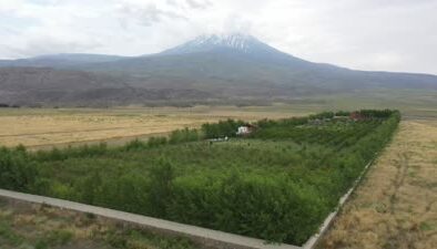 Ağrı Dağı eteklerindeki bahçede kayısı hasadı