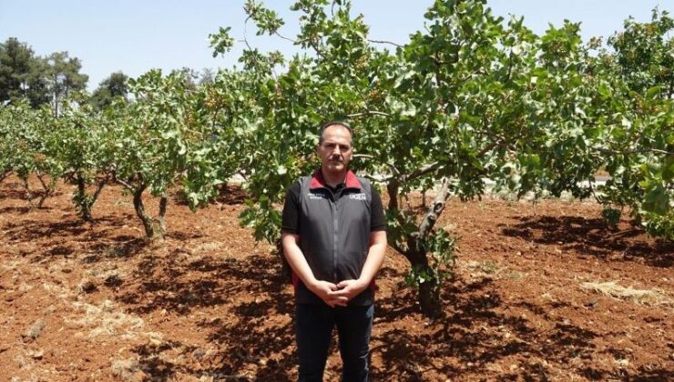 Antep fıstığında yüksek rekolte beklentisi