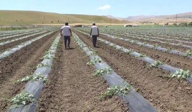 Muş’ta karpuz ve kavunda rekolte beklentisi yüksek