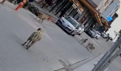 Çınar’da çocuğa köpek saldırısı