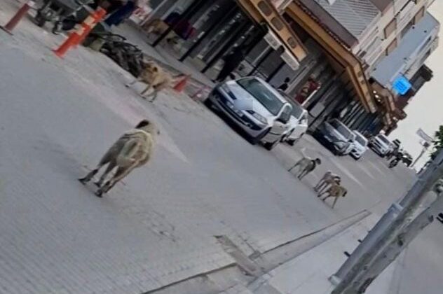 Çınar’da çocuğa köpek saldırısı