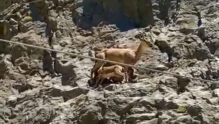 Dağ keçisi annenin yavrularıyla özel anı