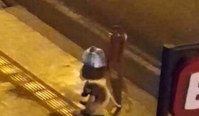 Diyarbakır’da köpek alkol içince kuyruğunu ısırmaya çalıştı