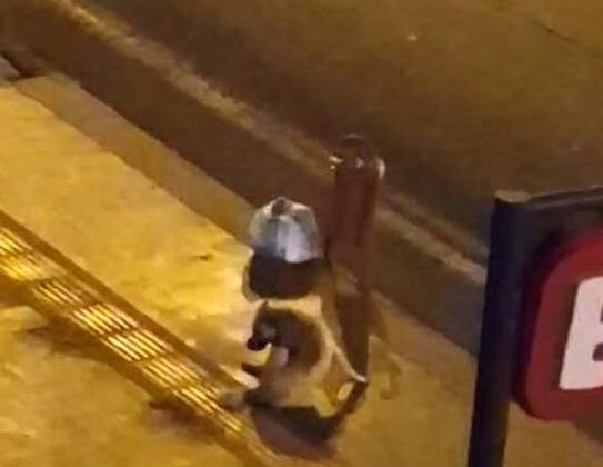 Diyarbakır’da köpek alkol içince kuyruğunu ısırmaya çalıştı