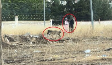 Diyarbakır’da sokak köpekleri telef ettiği kediyi yemek için yer aradı