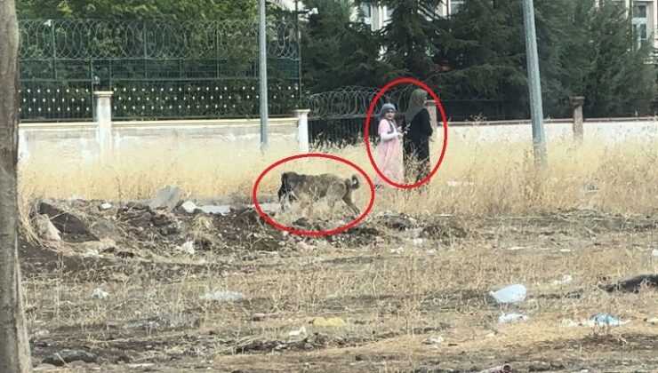 Diyarbakır’da sokak köpekleri telef ettiği kediyi yemek için yer aradı