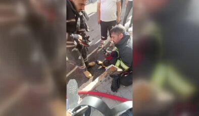 Diyarbakır’da dumandan etkilenen kedi yavrusuna oksijen takviyesi