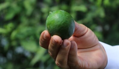 Çukurova’da erken hasat edilen Mayer limonların kalitesinde büyük risk