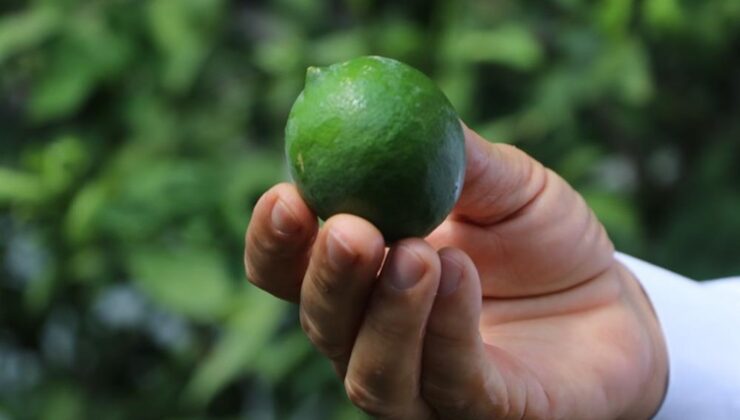 Çukurova’da erken hasat edilen Mayer limonların kalitesinde büyük risk